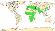 Geographic distribution of Hyacinthaceae