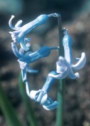 Hyacinthus orientalis