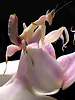 Hymenopus coronatus