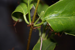 Oecophylla smaragdina workers and nest