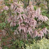 Japanese Pieris (Pieris japonica 'Valley Rose')