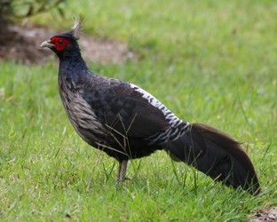 kalij pheasant