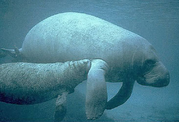 West Indian manatee cow and calf