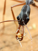 Odontomachus coquereli with prey