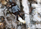 Odontomachus cephalotes with prey