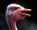 Ostrich (Struthio camelus) head