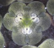 Cross section through a flower (Lilium) ovary.