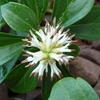 Japanese Spurge Flower (Pachysandra terminalis) 
