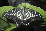 Papilio xuthus butterfly