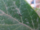 Two-tailed Swallowtail larva (first instar)