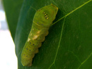 Two-tailed Swallowtail larva (third instar)