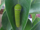 Two-tailed Swallowtail larva (last instar)