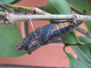 Two-tailed Swallowtail pupa
