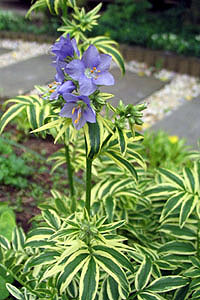 Polemonium caeruleum 'Brise d' Anjou'