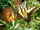 Two-tailed Swallowtail on Asclepias curassavica
