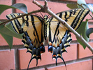 Two-tailed Swallowtail ventral view