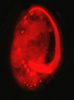 cytoskeleton of Euplotes