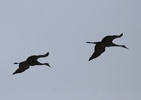 sandhill cranes in flight