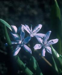 Scilla bifolia