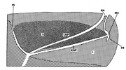 In the giant sperm whale, the nasal passages remain discrete tubes until just proximal to the single s-shaped blowhole.