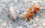 Strumigenys louisianae and springtail