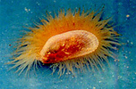 single swimming clam against blue background