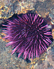 Sea urchin