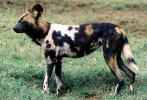 African wild dog (Lycaon pictus), Serengeti