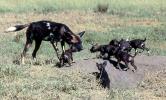 African wild dog (Lycaon pictus) feeding pups, Serengeti